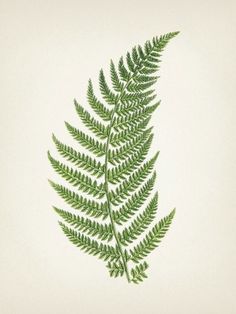 a green fern leaf is shown on a white background in an old - fashioned frame