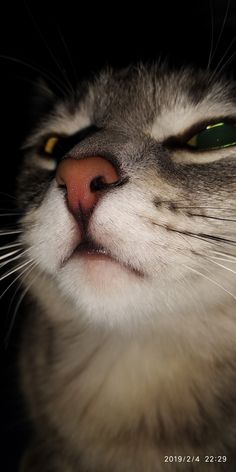 a close up shot of a cat's face with its eyes wide open and looking to the side