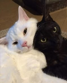 two black and white cats laying next to each other