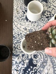 a person holding a piece of soil in their hand next to two cups and a plant