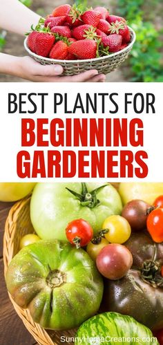 the best plants for beginners to grow in their garden are tomatoes, bell peppers, and strawberries