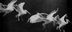 black and white photograph of pelicans flying in the air