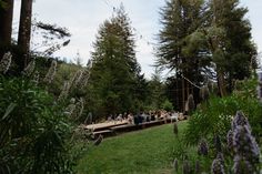 a group of people sitting at picnic tables surrounded by trees and flowers in the woods