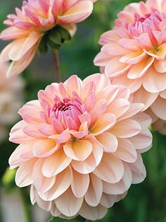 three pink flowers with green leaves in the background