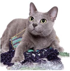 a gray cat laying on top of a pile of yarn and looking at the camera