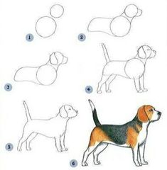 how to draw a beagle dog step by step instructions for kids and beginners