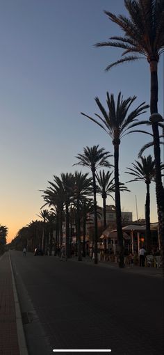 palm trees line the street as the sun sets