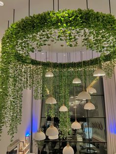 a room with plants hanging from the ceiling and lights on the windowsills above it