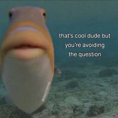 a fish that is looking at the camera with a caption below it saying, that's cool dude but if you're avoiding the question