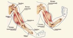 the muscles are shown in this diagram, and they have different functions to help them