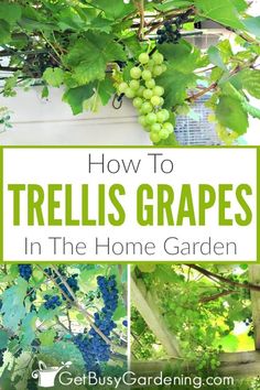 how to trellis grapes in the home garden