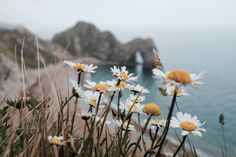 some daisies are growing on the side of a cliff by the ocean with cliffs in the background