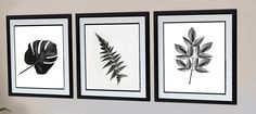 three black and white framed pictures hanging on the wall next to a potted plant