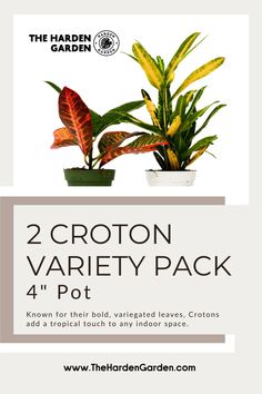 two croton variety pack for potted plants with the text, 2 different varieties