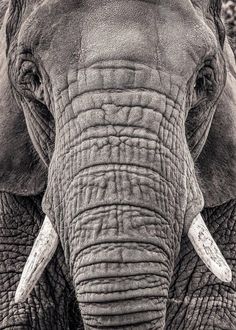 an elephant with long tusks is looking at the camera while it's close up