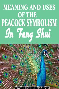 a peacock with the words meaning and uses of the peacock symbol in tang shui