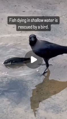 a black bird standing on top of a body of water next to a dead bird