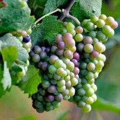 bunches of green grapes hang from the vine