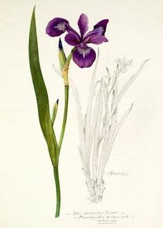 a purple flower with long green stems next to it on a white background in color