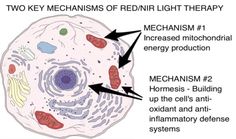 The Ultimate Guide To Red Light Therapy And Near-Infrared Light Therapy (Updated 2020) - The Energy Blueprint Red Light Therapy Benefits, Low Level Laser Therapy, Decrease Inflammation, Holistic Therapies, Laser Therapy, Infrared Sauna, Chronic Inflammation