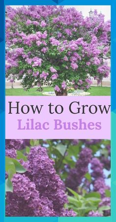 lilac bush with purple flowers and the words how to grow lilac bushes