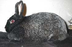 a black and white rabbit sitting on top of a table