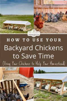 backyard chickens to save time and how to use your backyard chicken coop for the yard