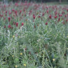 a field full of red and yellow flowers in the middle of it's grass