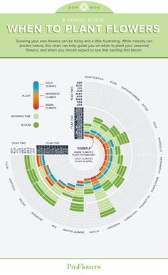 the visual guide to plant flowers infographicly displayed on a white background with text