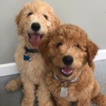 two brown dogs sitting next to each other on the floor in front of a wall