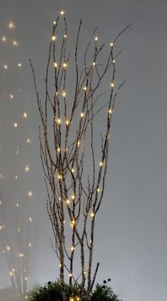 a small tree with lights on it in front of a white wall and some branches