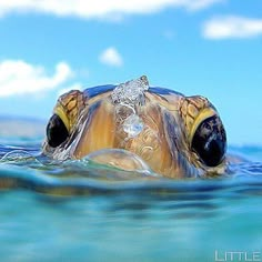 a sea turtle swimming in the ocean with its head above the water's surface