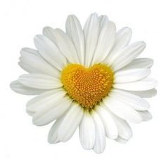 a white daisy with a yellow center in the shape of a heart on a light background