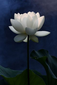 a large white flower sitting on top of a lush green plant