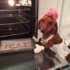 a dachshund dog wearing a pink hat sitting in front of an oven