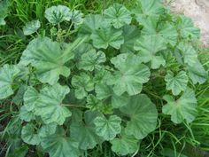 a close up of a plant with green leaves in the ground near grass and dirt