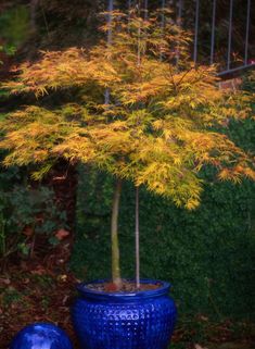 a small tree in a blue pot next to another plant