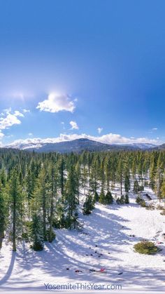 the sun shines brightly over a snow - covered pine forest and mountains in the distance