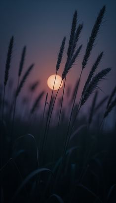 the sun is setting behind some tall grass