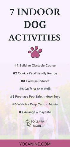 the 7 indoor dog activities for dogs that are easy to use and great for training