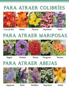 an image of various flowers in spanish