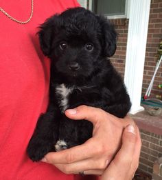 a person holding a small black and white puppy