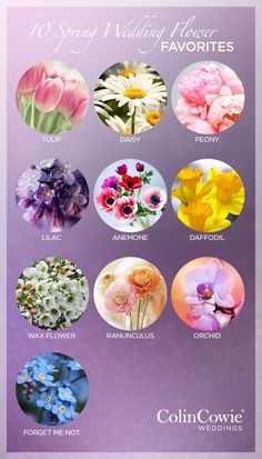 a bunch of flowers that are in different colors