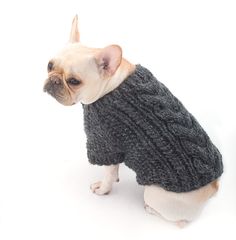 a small dog wearing a sweater with the words download on it's chest