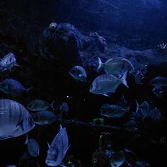 an aquarium filled with lots of different types of fish