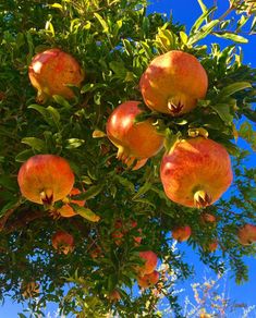 an apple tree with lots of ripe apples hanging from it's branches and leaves