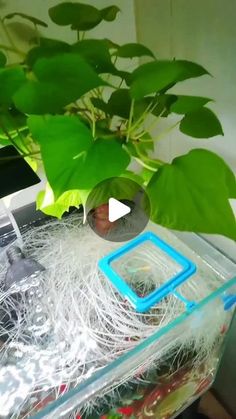 a potted plant sitting on top of a table next to a computer keyboard and mouse