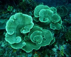 some very pretty green corals on the ocean floor