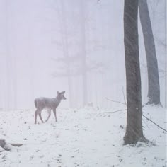 Snow Deer Aesthetic, Deer Aesthetic Winter, I Smell Snow, Gloomy Coquette, Winter Fairy, I Love Winter