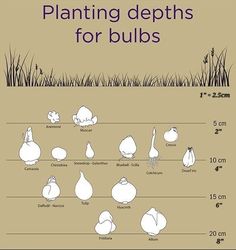 an image of plants for bulbs